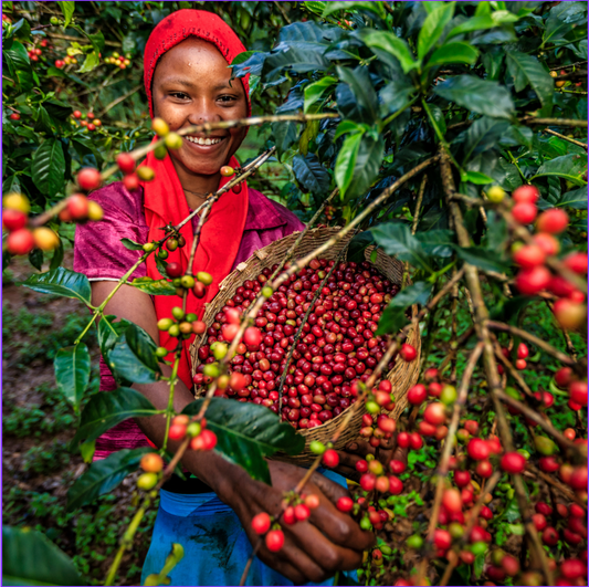 Discovering the Coffee Treasures of South and East Africa